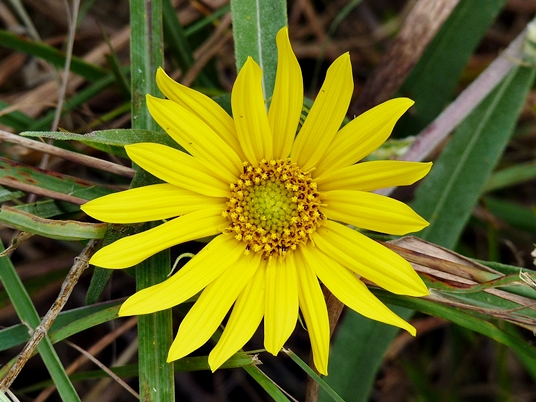 {Helianthus maximilianii}